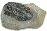 Detailed Reedops Trilobite - Atchana, Morocco #323695-2
